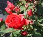 rose morden fireglo