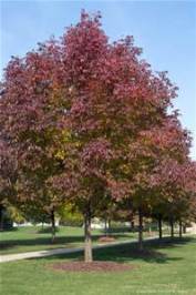 autumn purple ash