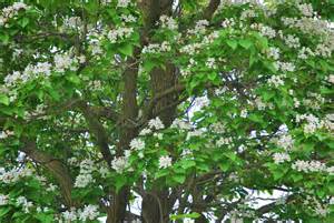 chitalpa – Newman's Nursery