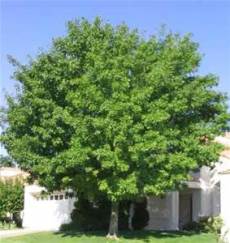 green ash