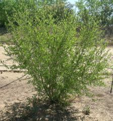 new mexico privet