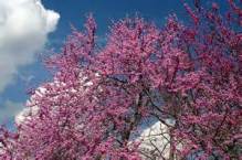 texas redbud
