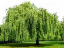 weepingwillow