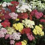 yarrow summer paslels